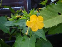 Wunderblume.webp