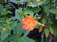 Wunderblume (2).webp