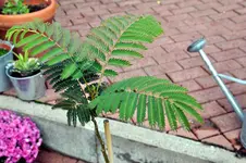 249.webp
