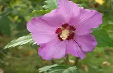 Hibiscus.webp