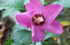 Hibiscus 1.webp