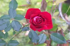 Rose.webp