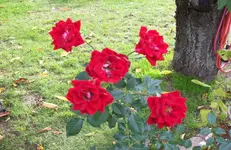 Rosen.webp