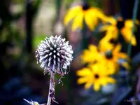 _Edeldistel.webp