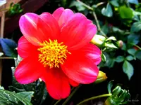 _Dahlie I 22.09..webp