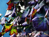 _Herbstlaub.webp