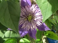 005.webp