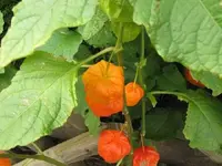 Bild 504.webp