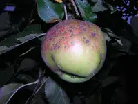 DSCN6462.webp