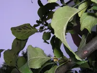 DSCN6460.webp