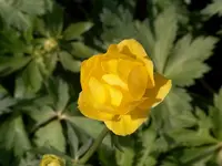 golden queen.webp
