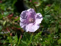apfelblüte.webp