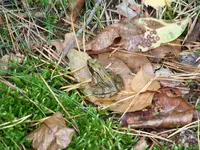 Waldspaziergang 005.webp