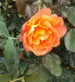 DSC03275 - 2012-09-23 - rose vorn.webp