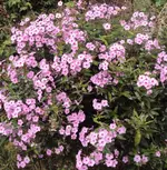 DSC03272 - 2012-09-23 - phlox zweite blüte.webp
