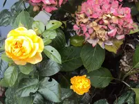 DSC03268 - 2012-09-23 - rose gelb u horti.webp