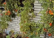 DSC03274 - 2012-09-23 - tomis.webp