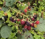 DSC03280 - 2012-09-23 - brombeeren.webp