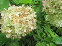 079.webp