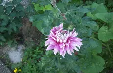 Blume.webp