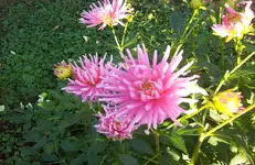 Dahlie.webp