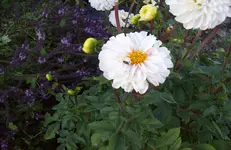 Dahlie 1.webp