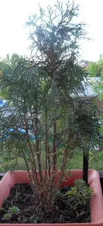 02.webp
