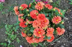 Dahlien.webp