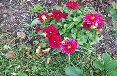 Dahlien 1.webp