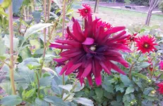 Dahlie.webp