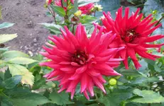 Dahlie 1.webp