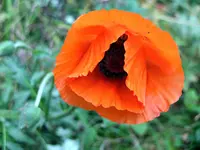 DSCF0754.webp