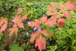 2012_0924Herbst0007.jpg