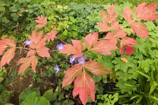 2012_0924Herbst0007.webp