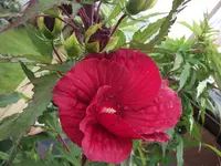 DSCF2555.webp