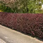 b014230_Blutberberitze_Rote_Heckenberberitze_Atropurpurea_1.webp