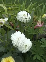 Gartendahlienweiss.webp