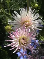 Gartendahlierosa2.webp