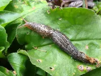 Tigerschnecke.webp