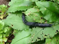 schwarze Wegschnecke.webp