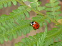 Marienkäfer.webp