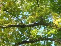 Buntspecht.webp