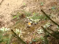 Rotkehlchen.webp