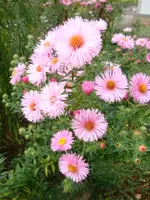 Aster.webp