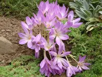 Herbstzeitlose.webp