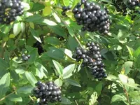 013.webp