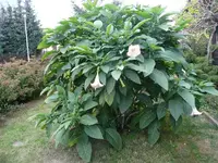Trompete1.25.9.2012.webp