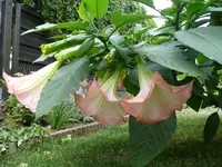 Trompetenblüten.25.9.2012.webp