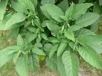 Trompetenknospen.25.9.2012~1.webp