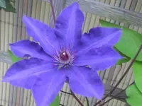 019.webp